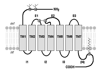 IV - La famille des récepteurs couplés aux protéines-G
